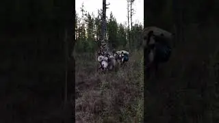 Эвенкия!!! Суринда!!! Край оленьих троп!!!