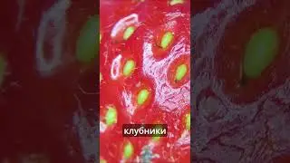 видео с клубникой потрясло интернет
