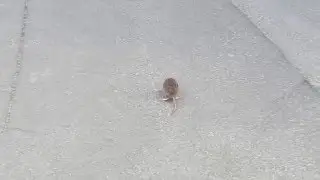 Napadnutý potkanom ( rats attack )