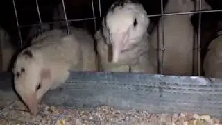 HOW TO FEED QUAILS CORRECTLY.