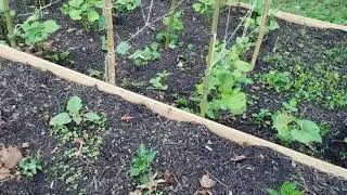 My garden. Kuv lub vaj taum