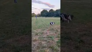 games with boston terriers👌