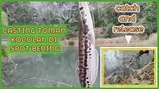 catch and release tiny giant snakehead fish