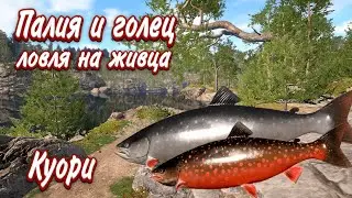 РР4 / Палия и голец / ловля на живца / Куори