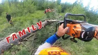 Falling a Ponderosa Pine 500i. #chainsawman #gopro #fun #stihl