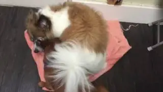 Gus and Chalu morning battle