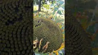 Giant Mammoth Sunflower #shorts