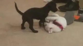 Cute Puppy's Playing