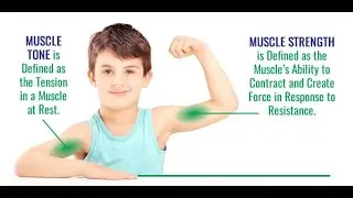 Differences between Muscle Strength and Muscle Tone