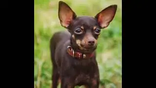 For here a little gift for my old friend /@ko0liadwolf287   #toyterrier #dog #edit #template