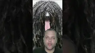 essa raça de cachorro tem dreads??