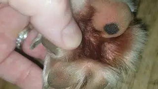 Signs of Allergies in Dogs - Chewing on Paws Symptoms Diagnosis Treatment