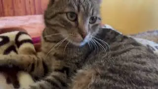 Real Cat Love❤️