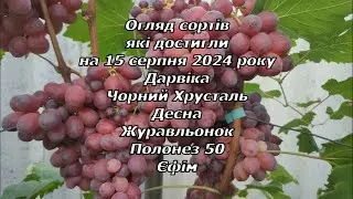 Огляд сортів які достигли на 15 серпня 2024 р. частина-2