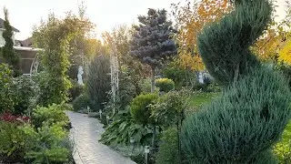Сад в октябре .Уборка сада. Осенние преображение сада .