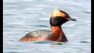 Slavonian Grebe at Rutland Water, 5th May, 2023