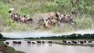 Leopard ATTACKS Wild Dog Pack 🤯