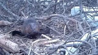 Бобр Beaver, castor