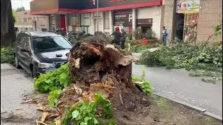 Crolla albero a via Tagliamento ad Avellino