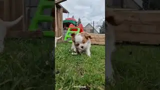 Why you should get a Cavalier King Charles Spaniel #europuppy