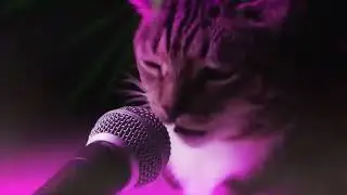 ДИСКОТЕКА КОШЕК ПОД КЛУБНЯК