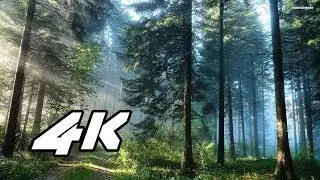 ultrahd samsung 4k edge demo video for qled tv