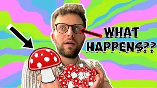 Your Brain on SHROOMS (Psychedelic Hallucinations)