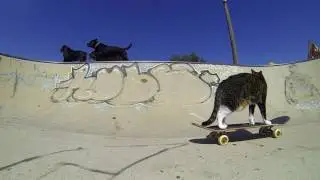 Gato skater