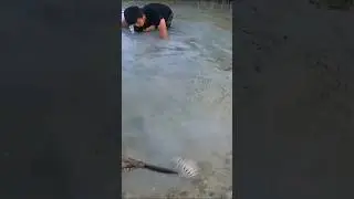 Mencari udang mantis sore hari #624
