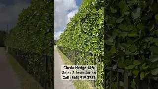 Clusia Hedge 14 Feet Stunning: The Perfect Privacy Solution!