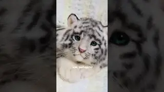 Ссылка на предзапись на курс по диким котятам в моем телеграмм канале @katialeytt ❤️