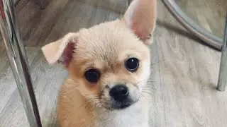 ОТКУДА У НАС БАКСИК ?