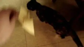 jump for a toy