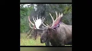 КОГО ЗАВАЛИЛ СОХАТЫЙ