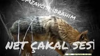 orjinal ÇAKAL sesi