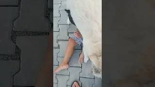 Paşa ve Pati'nin sevgi gösterisi😄
