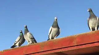 How the Racing Pigeons loosen up