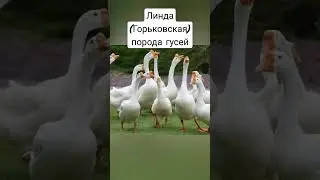Линда (Горьковская) порода гусей #гуси#горьковскаяпородагусей#линда#гусь#белыйгусь#птицы#animals#top