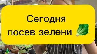 8.02.24 посев зелени