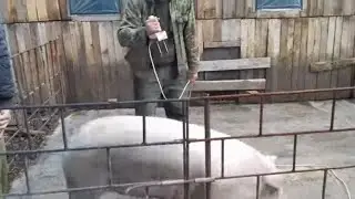 Slaughtering a pig using an electric shock device. I modified the fork and installed more powerfu...
