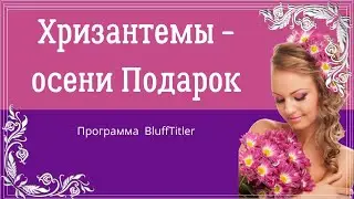 Хризантемы - осени Подарок