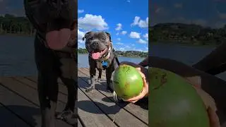 SOU VICIADO NUMA ÁGUA DE COCO  #dog #pet #cachorro #pitbull