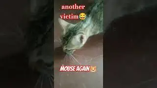 The mouse hunter our cat🐱