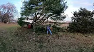 Storm damage clean up Toro Dingo mini skid steer and a DeWalt 20v chainsaw