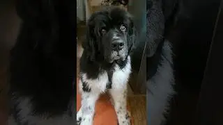 Puppy Eyes 😍 (05 February 2024) 
