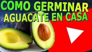 Como Germinar Aguacate