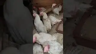 купили несушек с птицефабрики 
