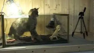 Cat vs. Reptile! Funny timelapse! - Felpa ep. 28