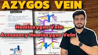 Azygos Vein Anatomy | Hemiazygos Vein | Accessory Hemiazygos Vein