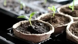 How to Start Seeds Indoors